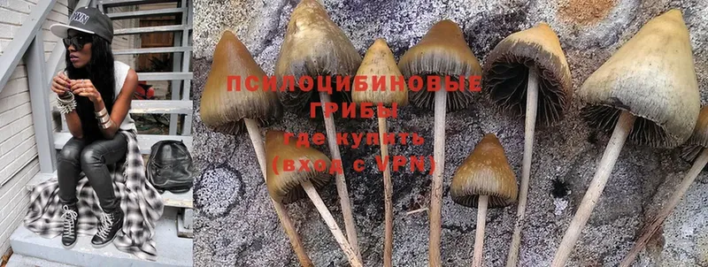 Псилоцибиновые грибы Cubensis  Северодвинск 